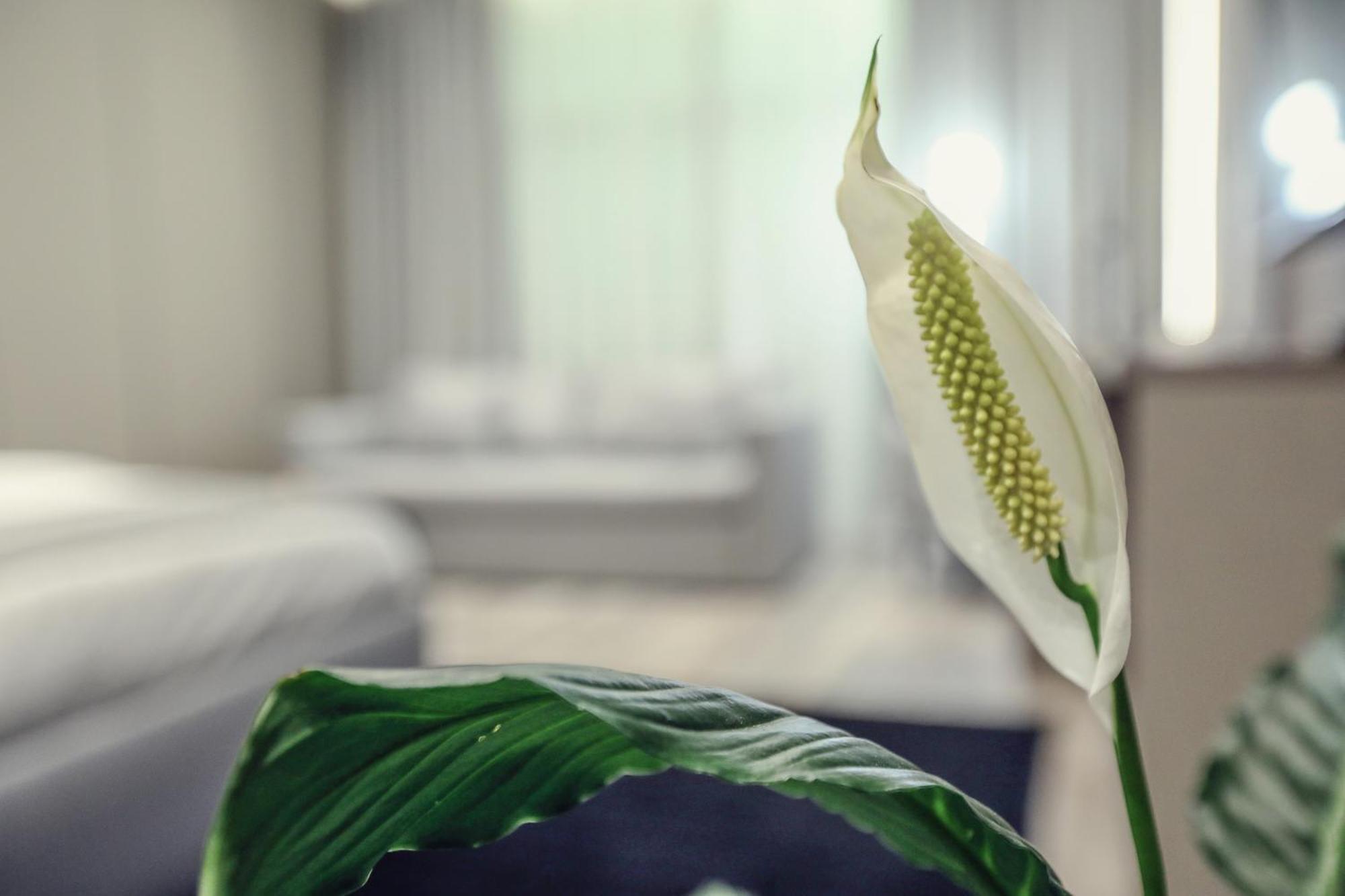 Hotel Dirista Shkodër 外观 照片